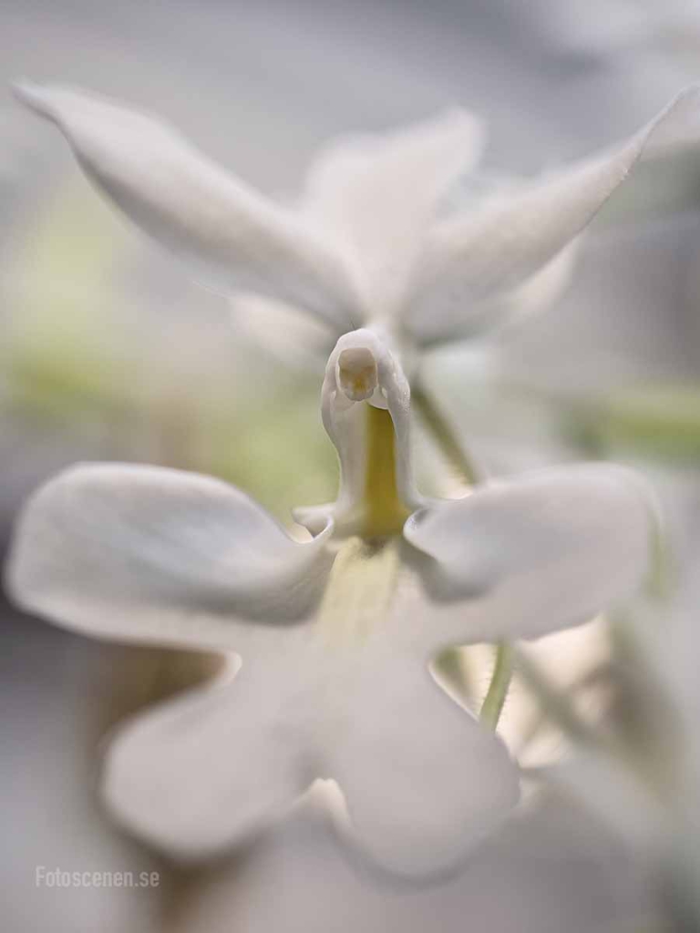 calanthe vestita orkide orchid