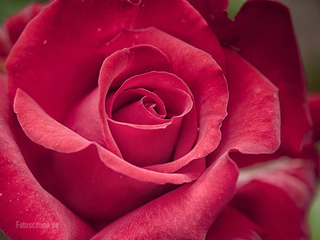 Tehybrid Rose Grande Amore My Valentine