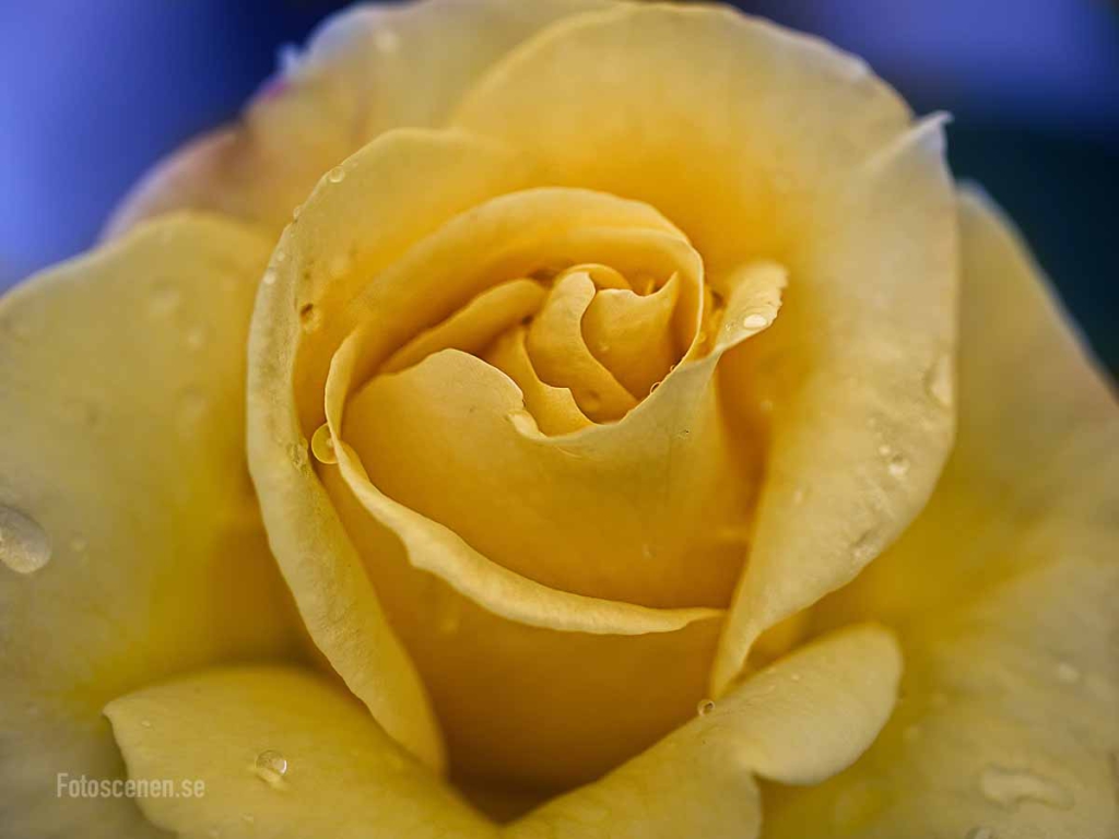 Yellow Rose 2015 01