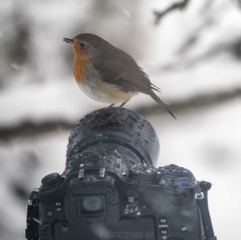 Red Robin on a camera